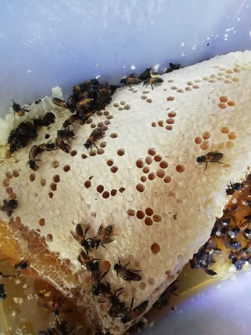 排蜂蜜
