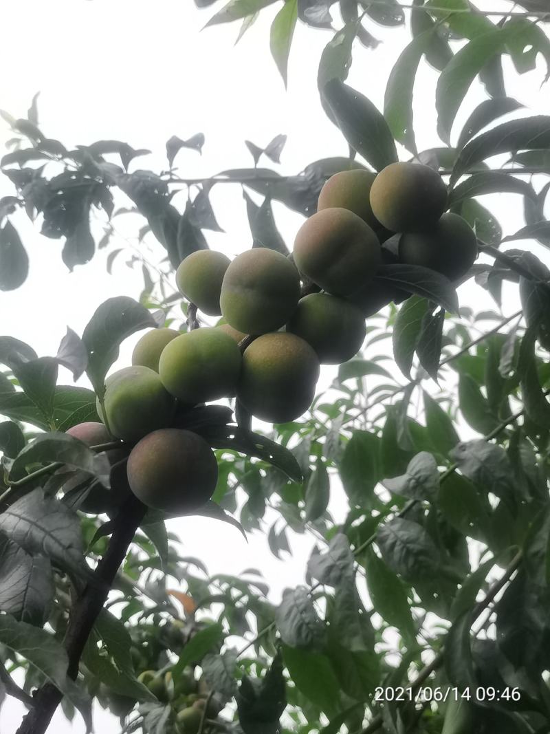 半边红李子对接个大平台，商超，以及市场。量大从优