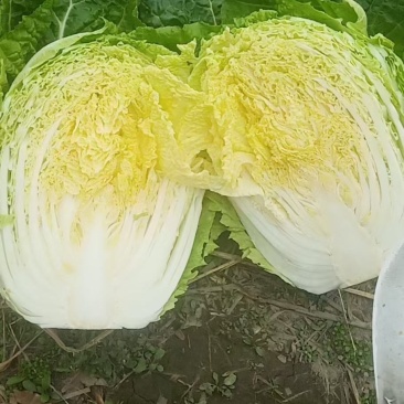 【低价】优选甘肃黄心大白菜，货源充足诚信代办品质优良