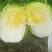 【低价】优选甘肃黄心大白菜，货源充足诚信代办品质优良