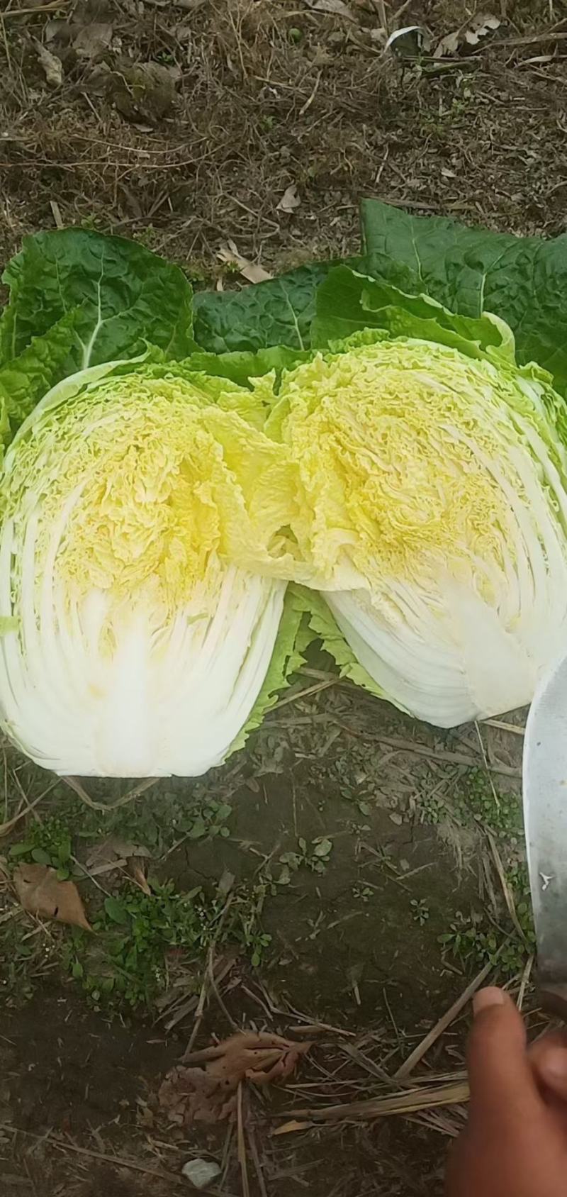 【低价】优选甘肃黄心大白菜，货源充足诚信代办品质优良