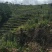 百香果原浆百香果酱百香果肉果汁原汁高山百香果奶茶店饮料