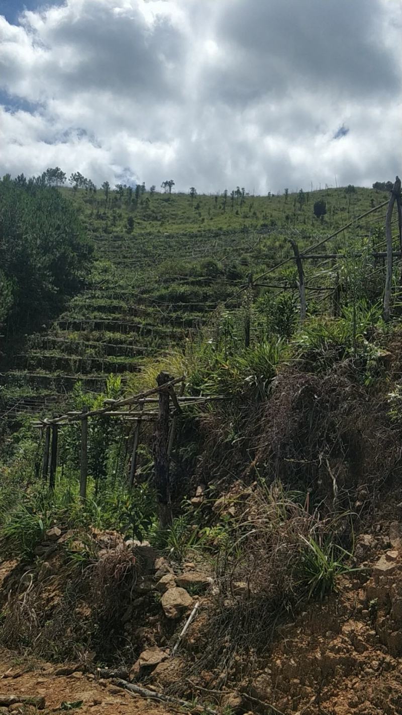 百香果原浆百香果酱百香果肉果汁原汁高山百香果奶茶店饮料