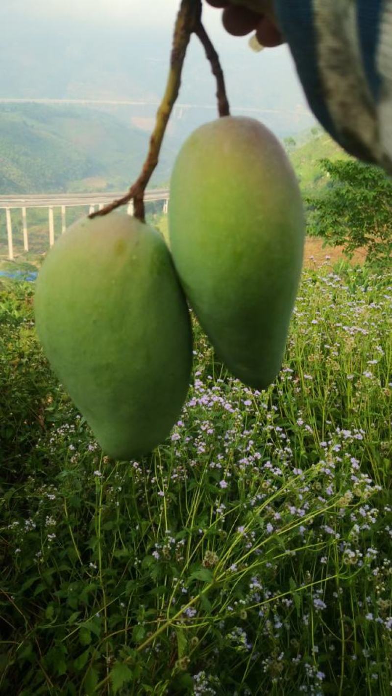 大批量助农云南大青芒，吃芒果的季节到了啦！！！45元10