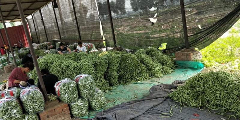 绿丝豆白不老豆角大量上市，天气不好价格太低了