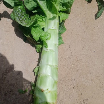 甘肃定西蔬菜莴笋大量上市了，需要的客户联系了