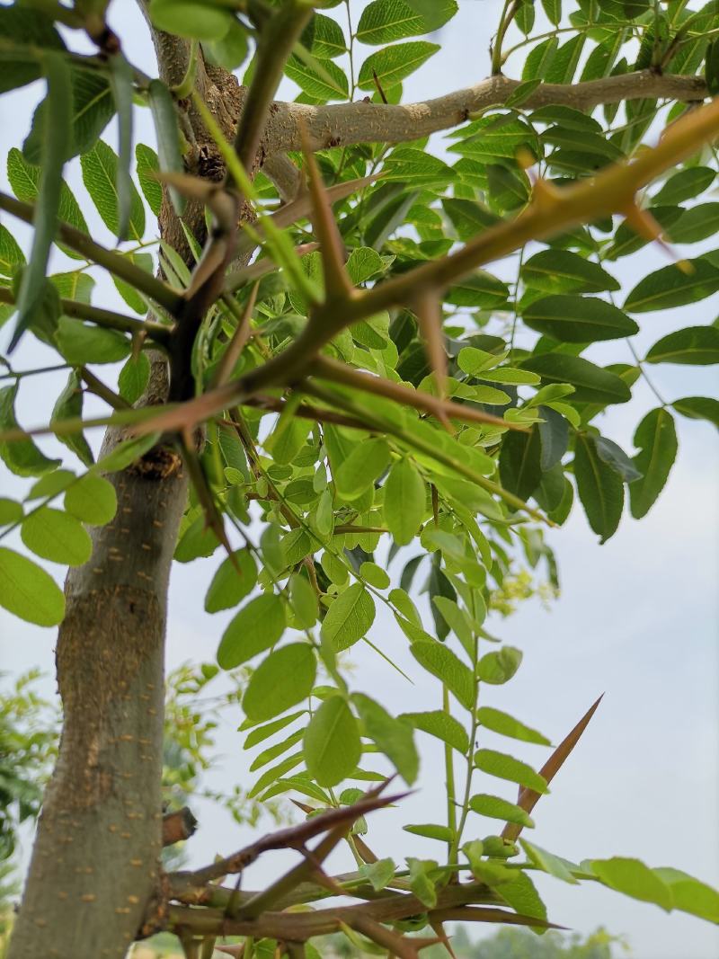 高接皂角树