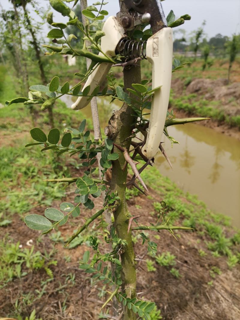 高接皂角树
