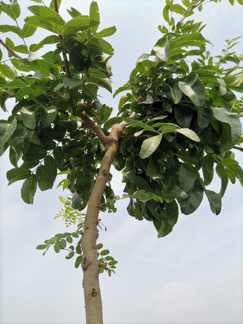 高接皂角树