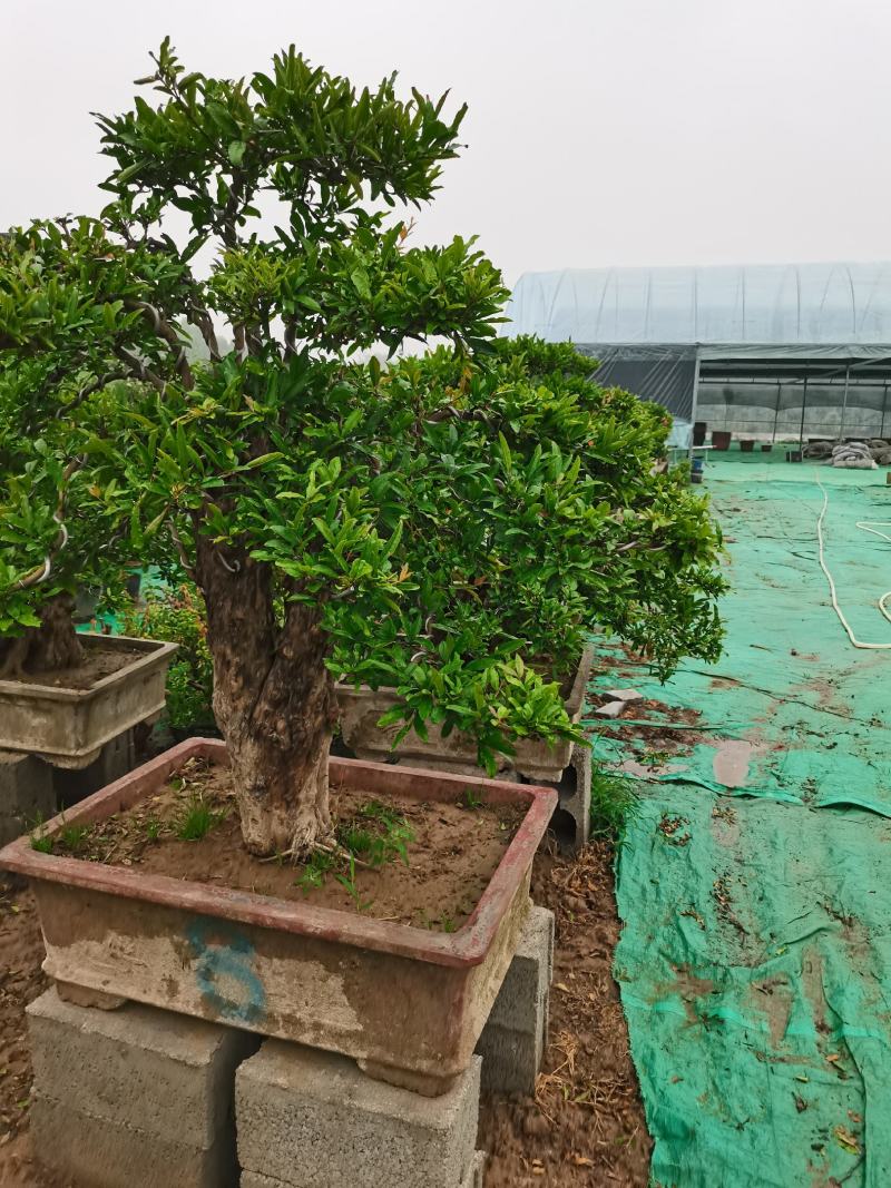 优质老桩石榴盆景观花观果树形优美量大从优