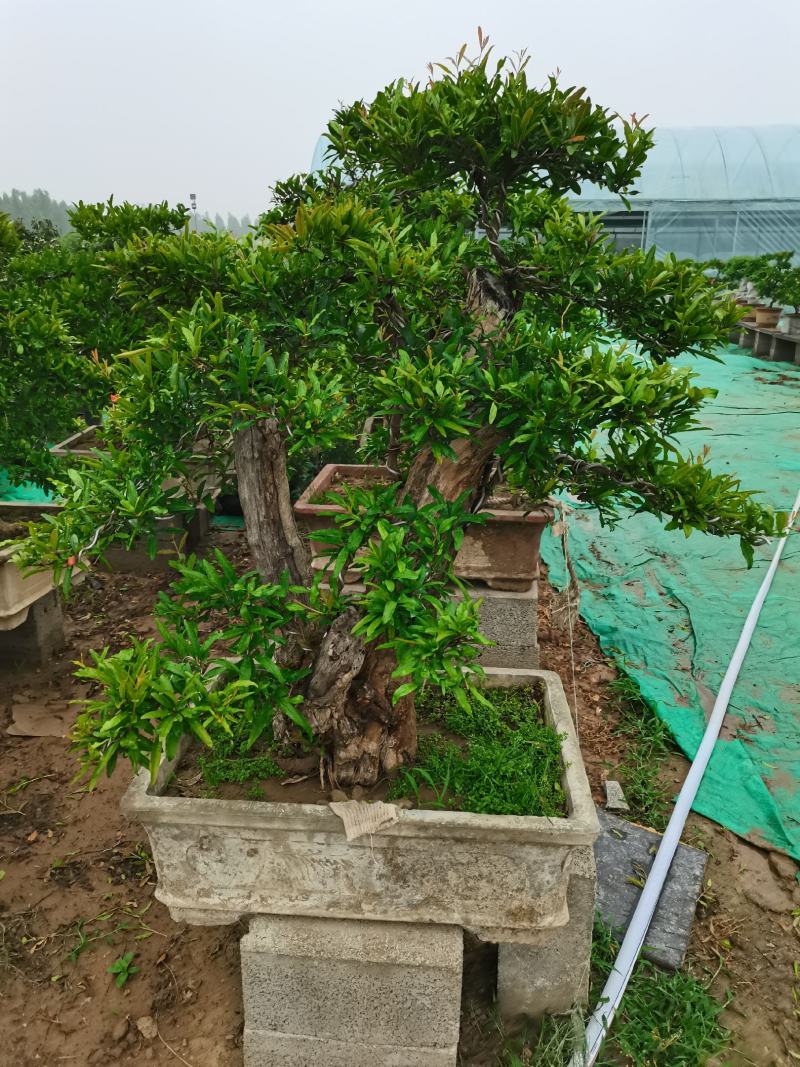 优质老桩石榴盆景观花观果树形优美量大从优