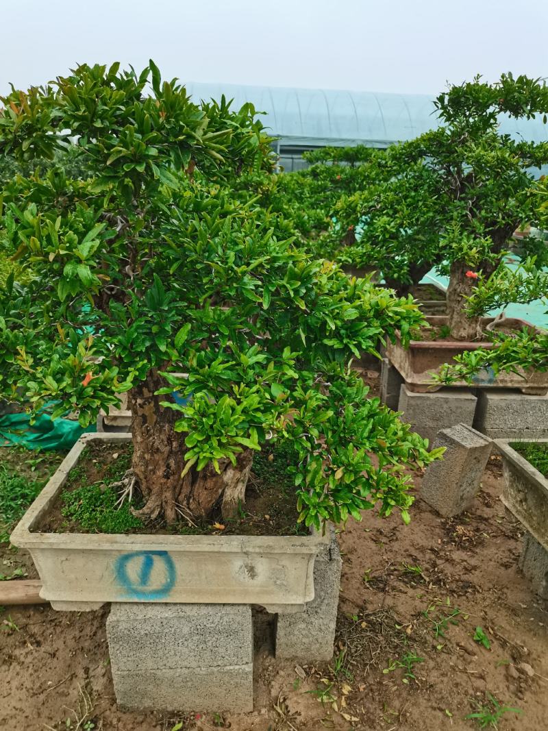 优质老桩石榴盆景观花观果树形优美量大从优