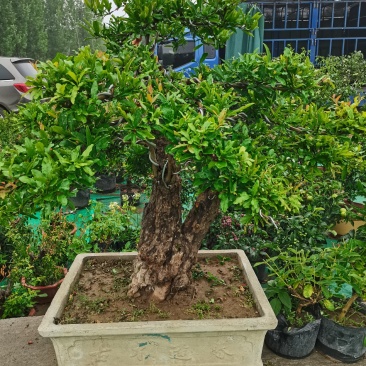 优质老桩石榴盆景观花观果树形优美量大从优