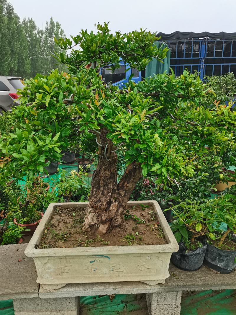 优质老桩石榴盆景观花观果树形优美量大从优