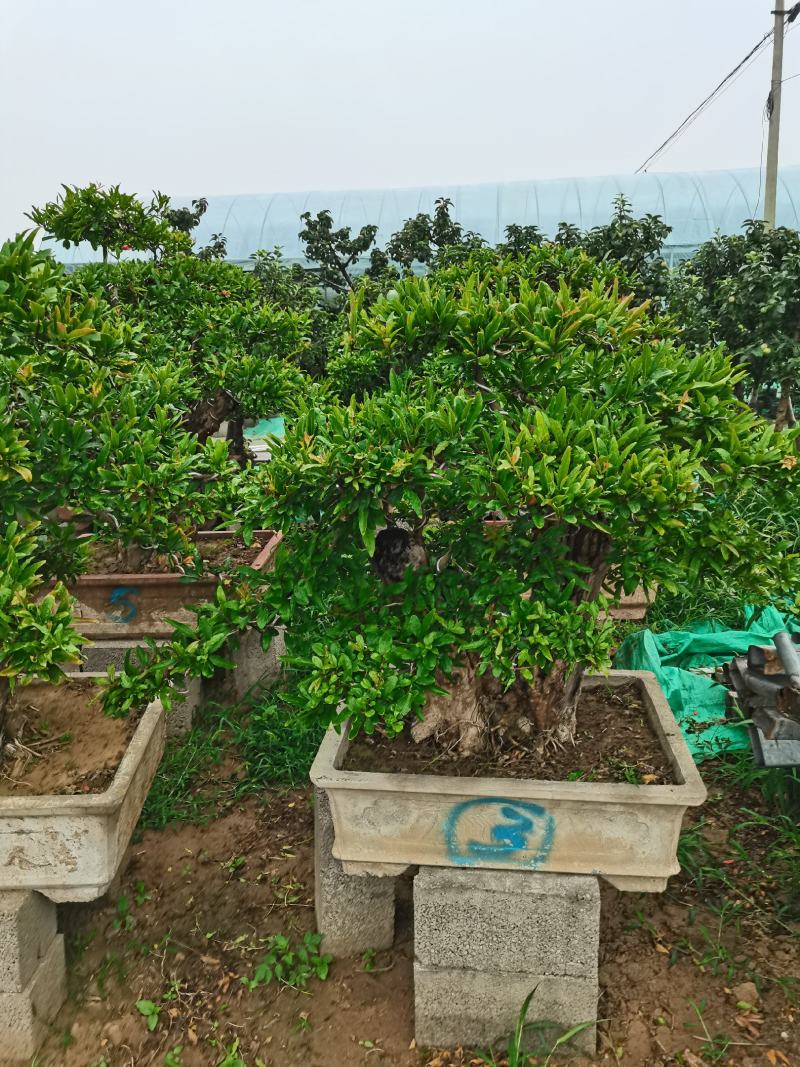 优质老桩石榴盆景观花观果树形优美量大从优