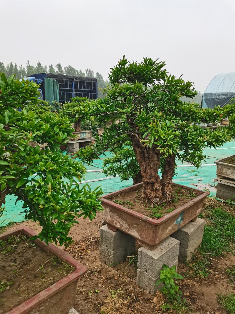 优质老桩石榴盆景观花观果树形优美量大从优