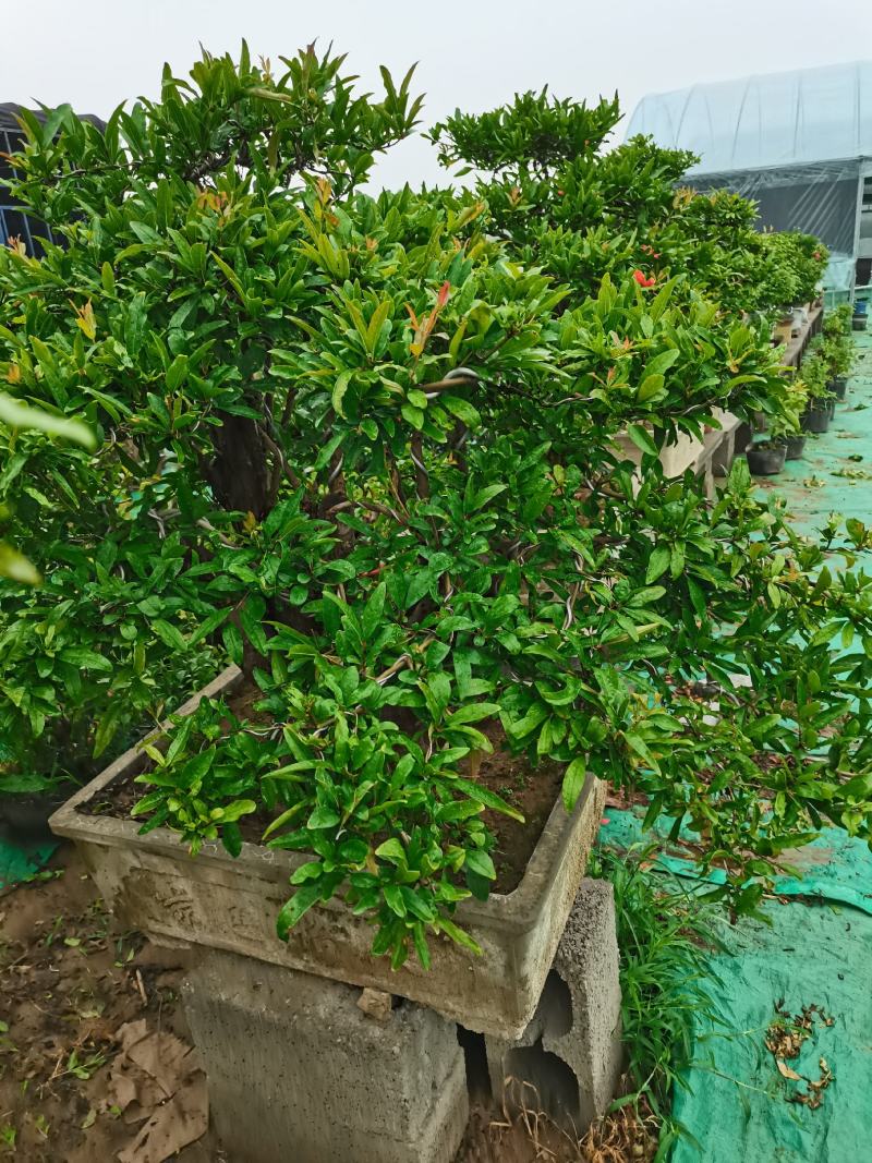 优质老桩石榴盆景观花观果树形优美量大从优