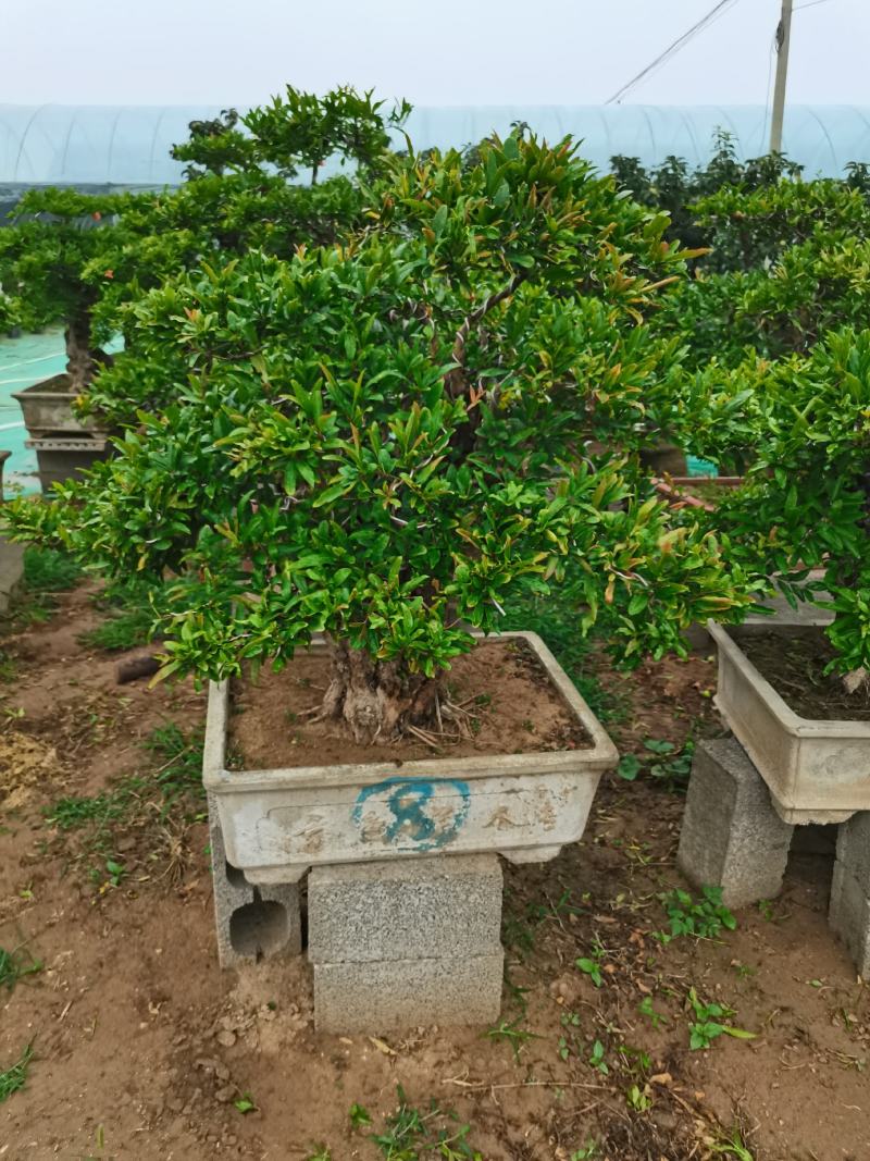 优质老桩石榴盆景观花观果树形优美量大从优