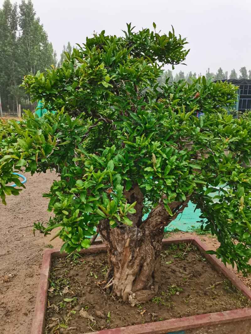 优质老桩石榴盆景观花观果树形优美量大从优