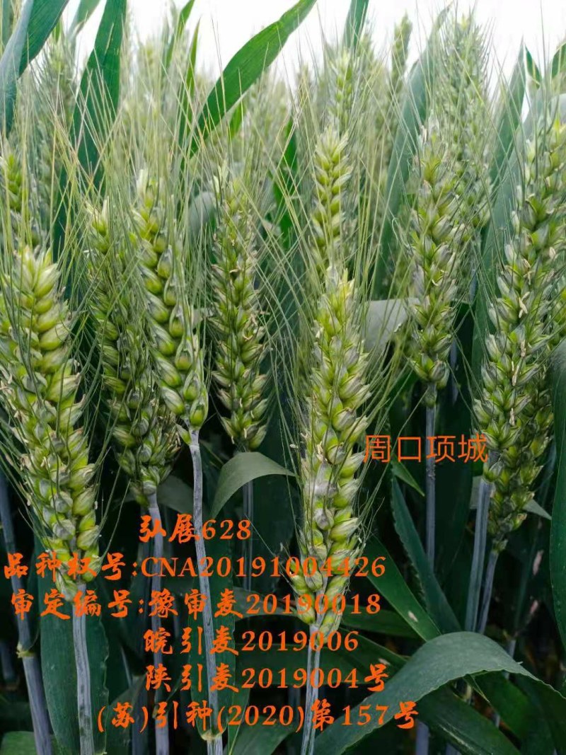 稳产高产小麦种子弘展628半冬性抗病抗倒抗冻抗倒春寒