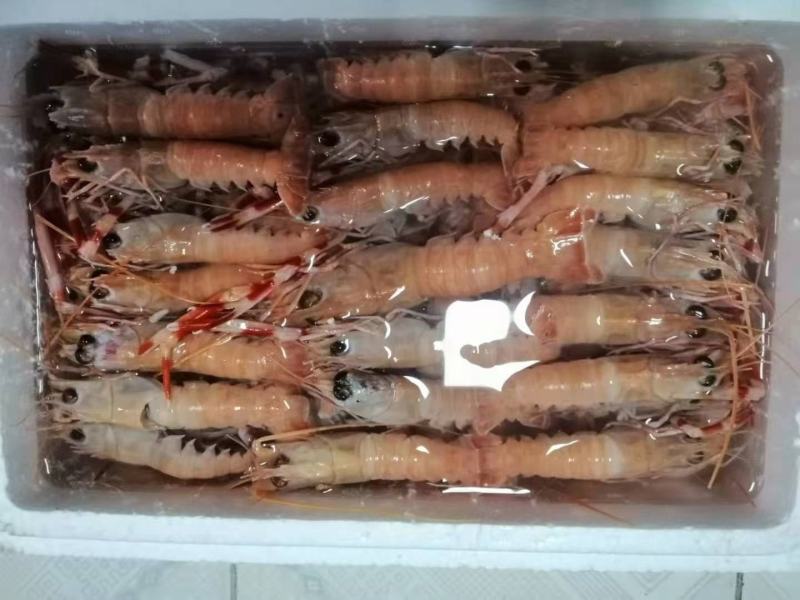 海螯虾，鲜活海螯虾活动一箱五斤，选用活虾活冻
