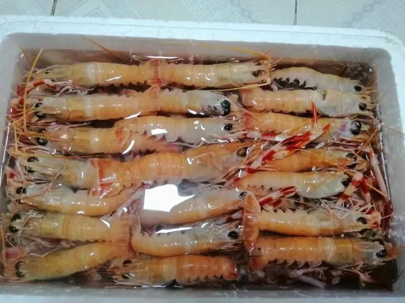 海螯虾，鲜活海螯虾活动一箱五斤，选用活虾活冻