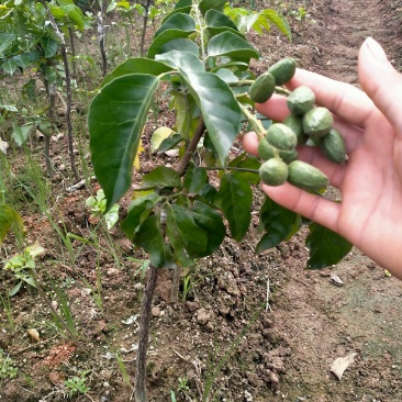无核黄皮果苗黑黄皮鸡心贵妃黄皮苗一手货源基地直发质量好
