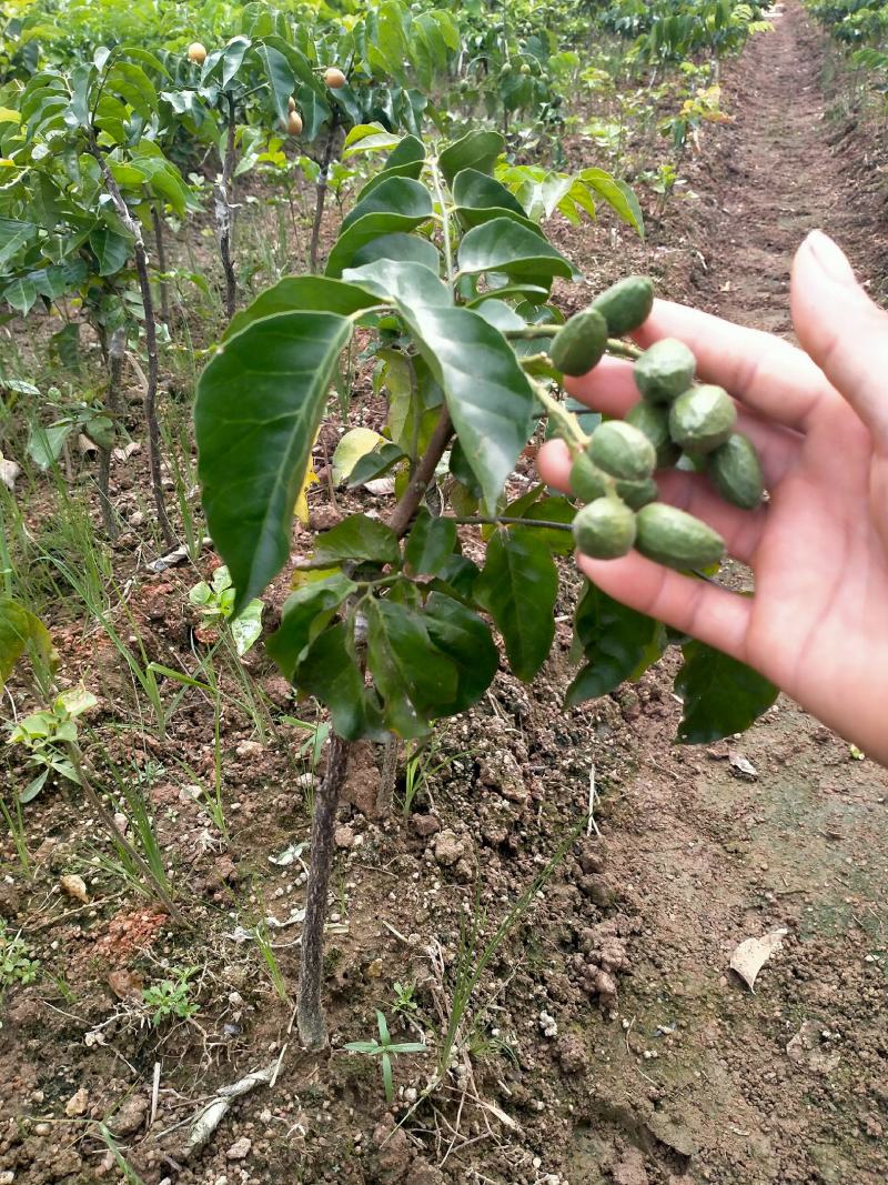 无核黄皮果苗黑黄皮鸡心贵妃黄皮苗一手货源基地直发质量好