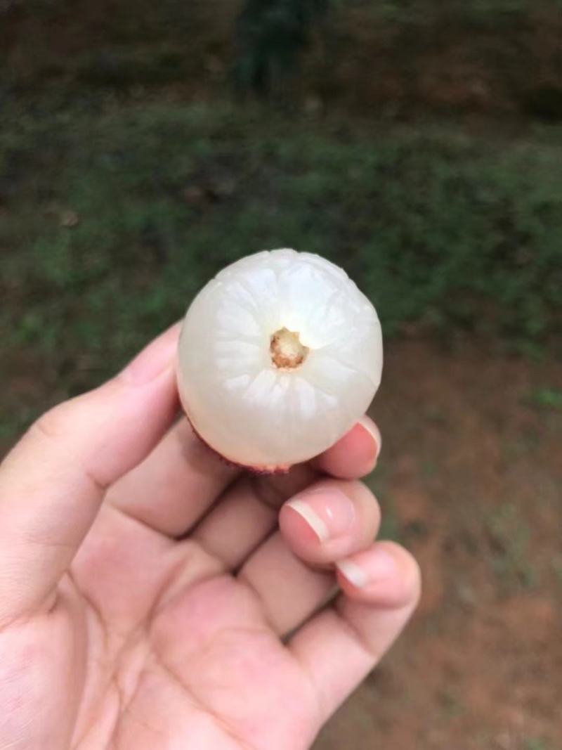 诏安乌叶荔枝