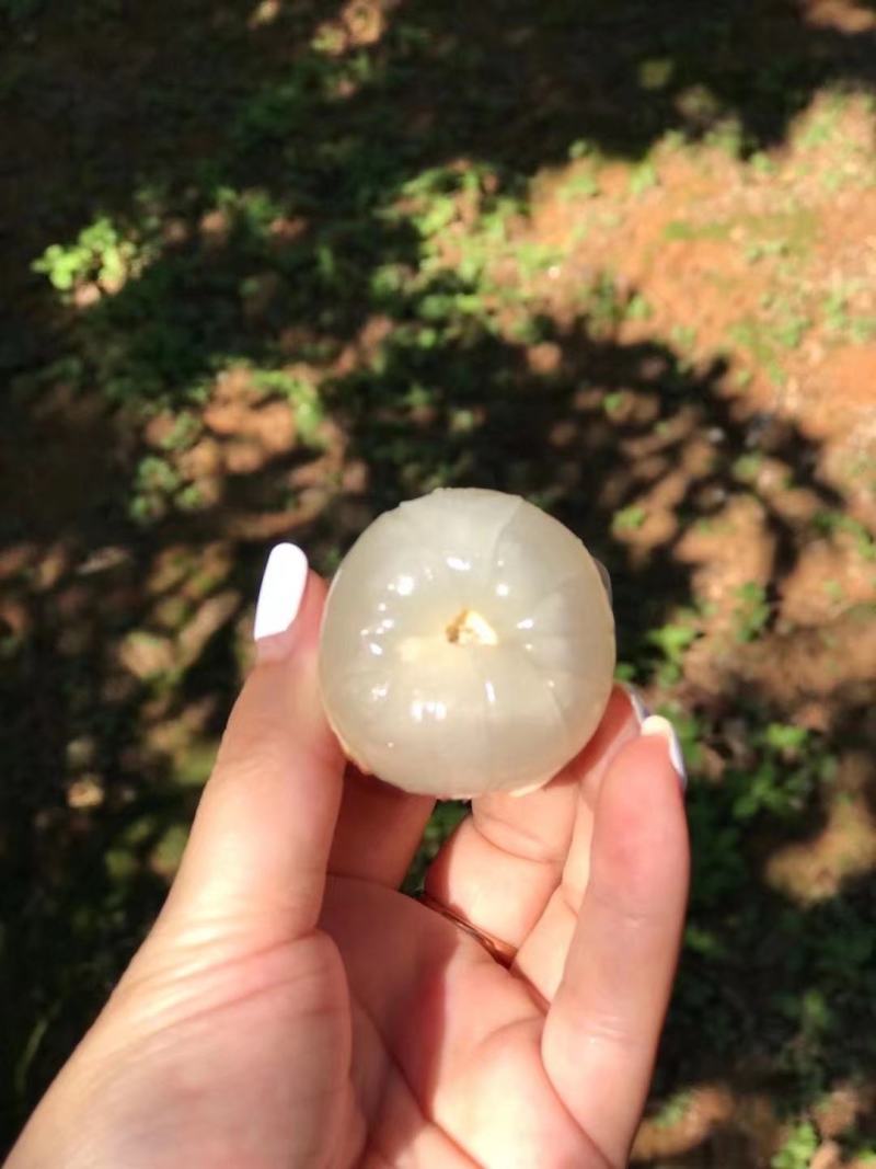 诏安乌叶荔枝