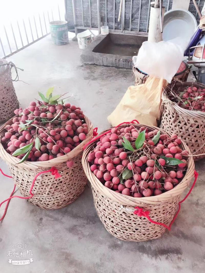 诏安乌叶荔枝