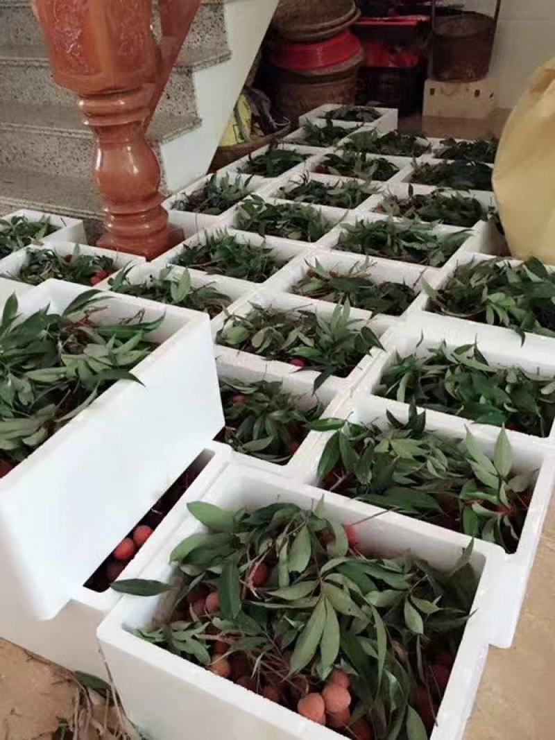 诏安乌叶荔枝