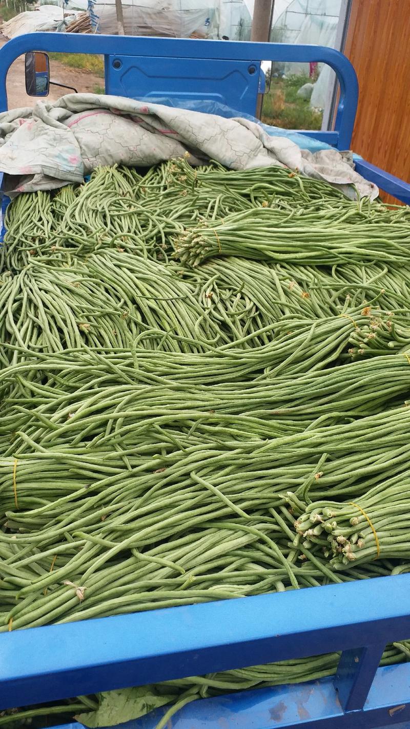 安徽埇桥青条白条豆角货源充足品质保证代收代发全国