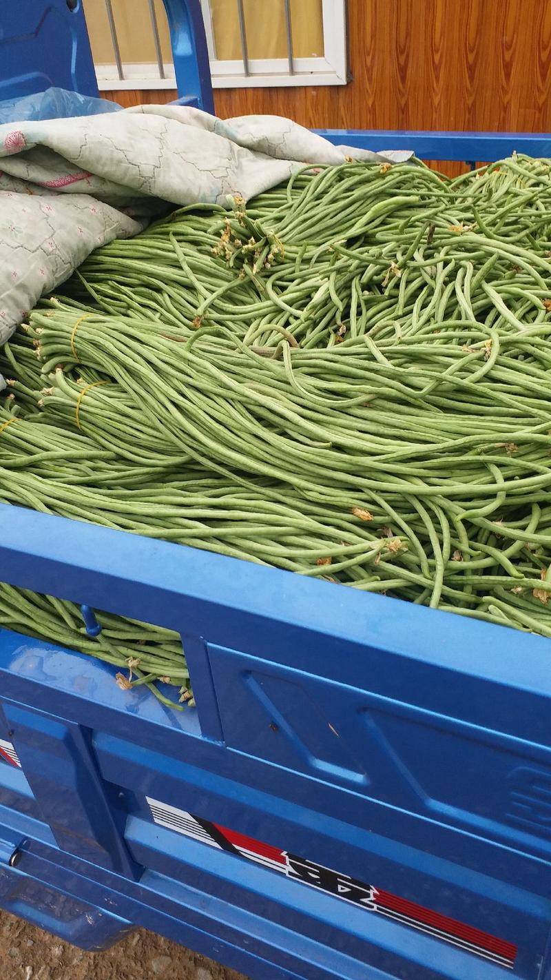 安徽埇桥青条白条豆角货源充足品质保证代收代发全国