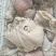 半成品牛散带，碗口