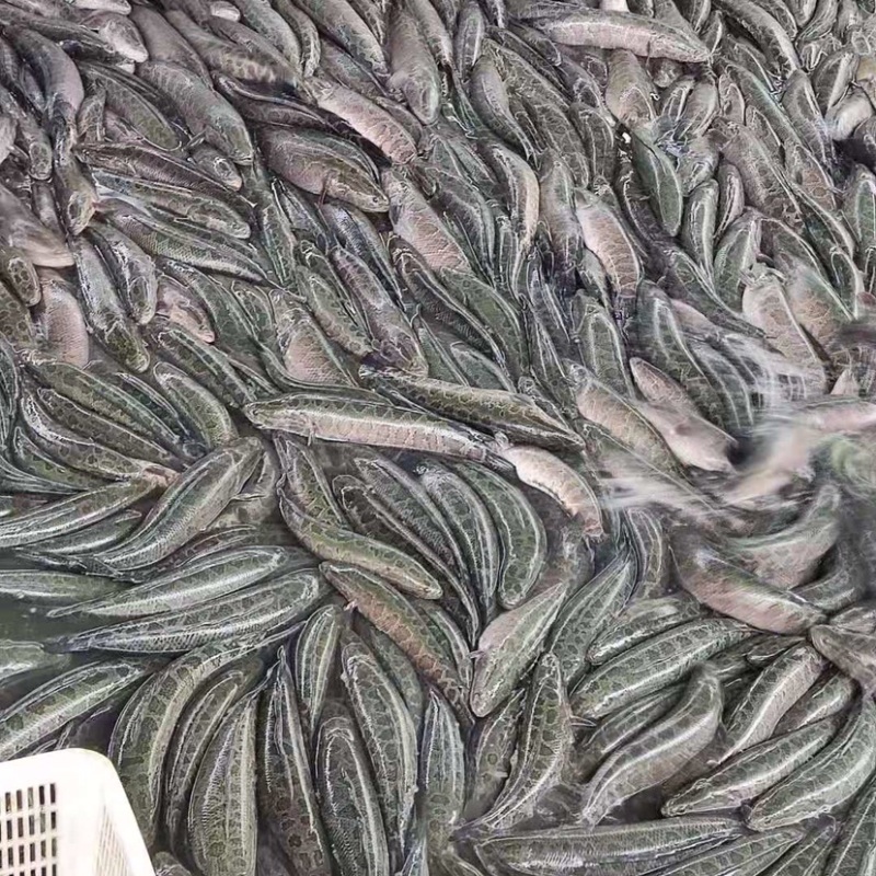 黑鱼品质保证价格优惠，可送货，供应钓场