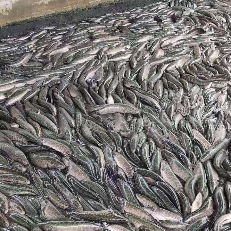 黑鱼品质保证价格优惠，可送货，供应钓场