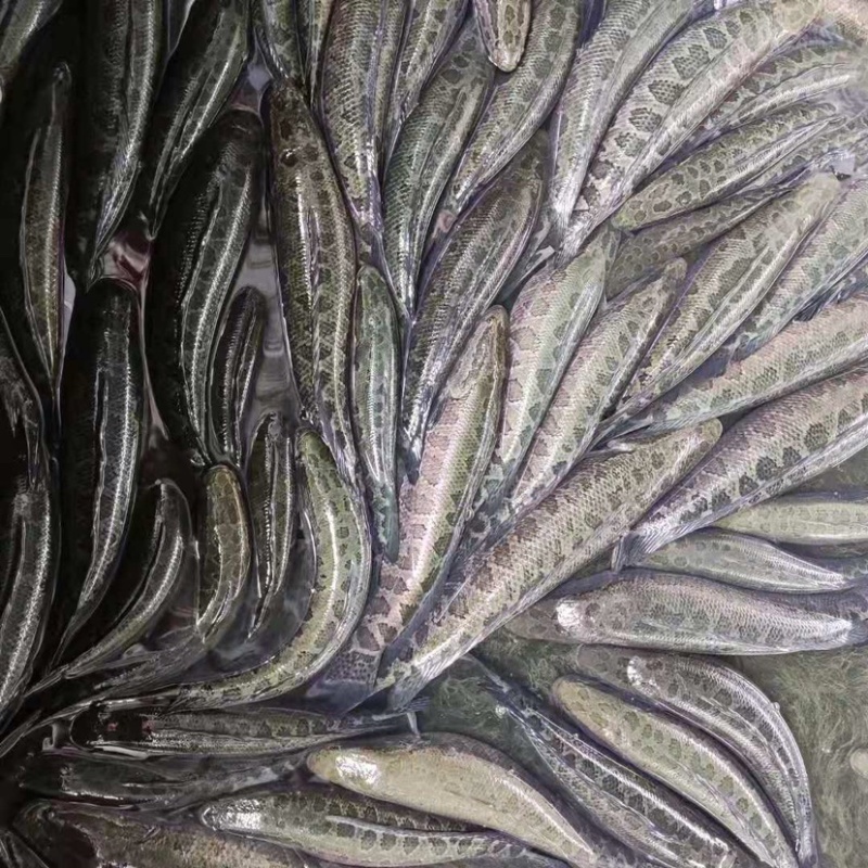黑鱼品质保证价格优惠，可送货，供应钓场