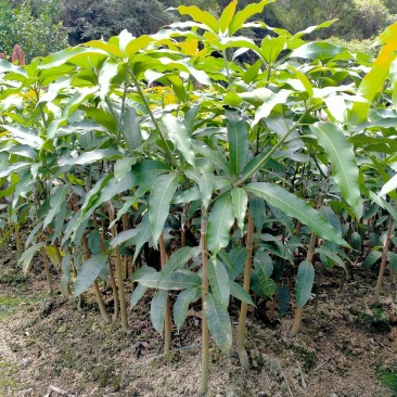 买五送一芒果苗金煌贵妃四季芒果台农芒果苗质量好