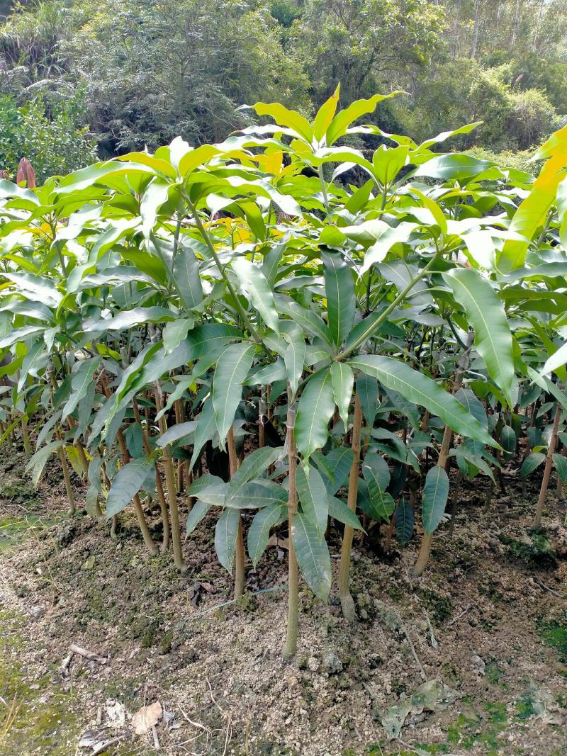 买五送一芒果苗金煌贵妃四季芒果台农芒果苗质量好