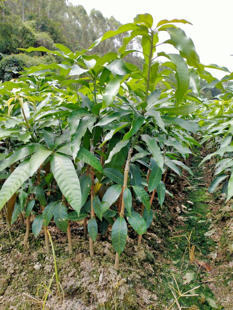 买五送一芒果苗金煌贵妃四季芒果台农芒果苗质量好