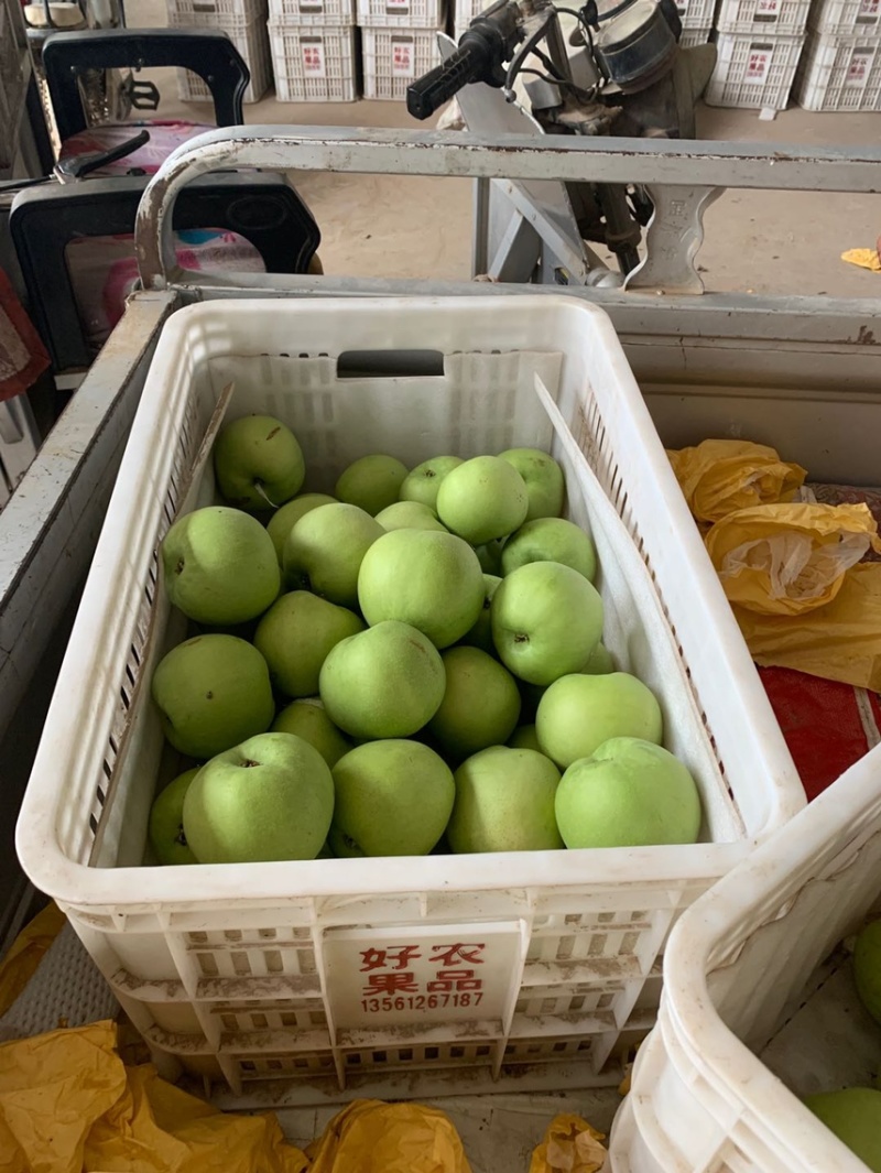 绿宝石梨产地青皮梨翠玉梨丰水梨秋月梨产地