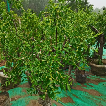 优质盆栽枣树带花带果原盆发货基地直发