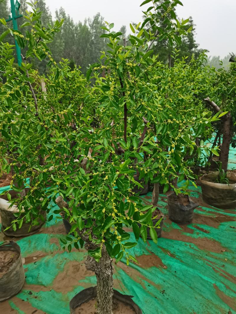 优质盆栽枣树带花带果原盆发货基地直发