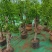 优质盆栽枣树带花带果原盆发货基地直发