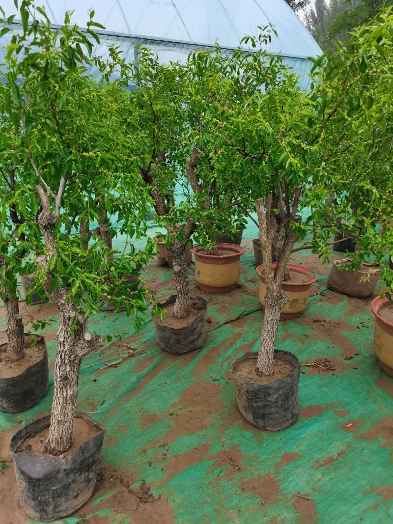 优质盆栽枣树带花带果原盆发货基地直发