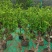 优质盆栽枣树带花带果原盆发货基地直发