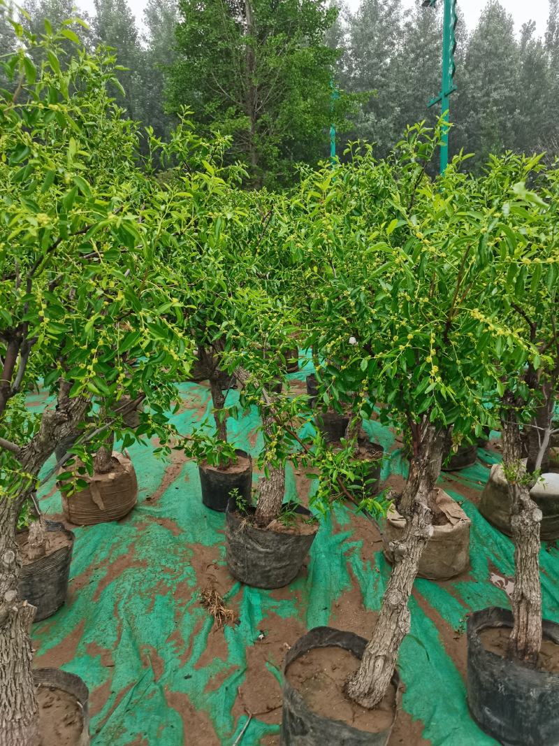 优质盆栽枣树带花带果原盆发货基地直发