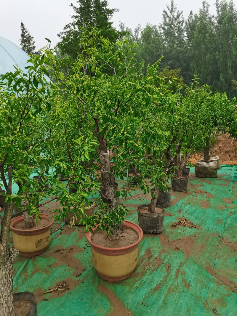 优质盆栽枣树带花带果原盆发货基地直发
