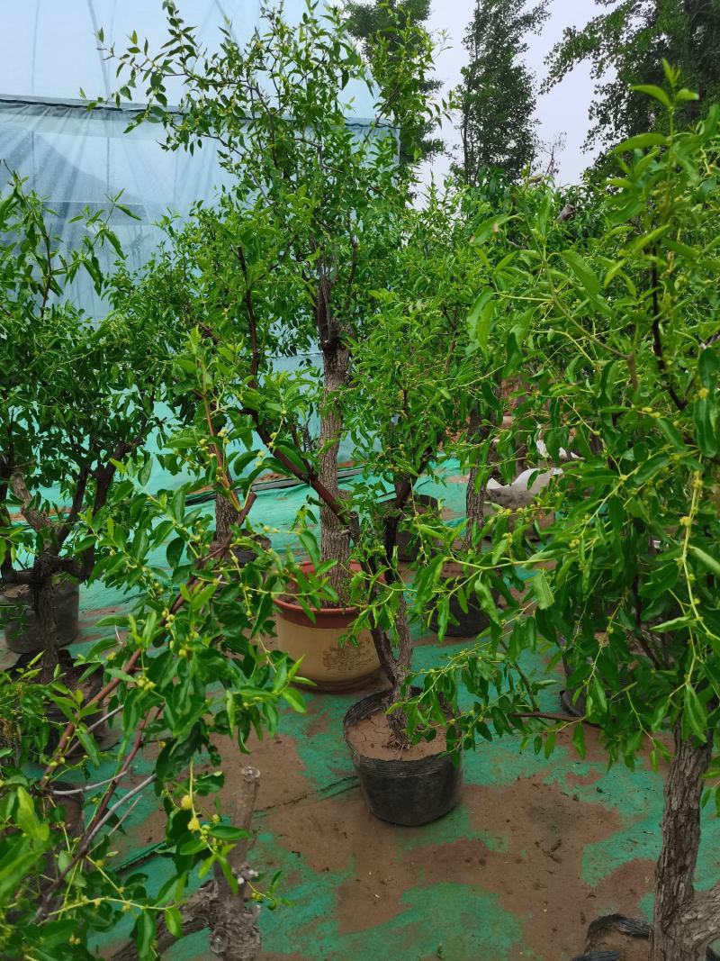 优质盆栽枣树带花带果原盆发货基地直发